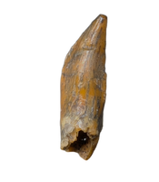 Noasaurid Pre Maxilla Tooth, Kem Kem