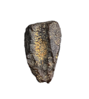 Rare Levnesovia Tooth, Early Hadrosaur, Bissekty Formation, Uzbekistan