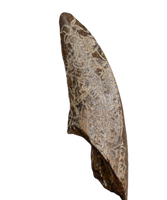 Nanotyrannus Tooth,  Hell Creek Formation