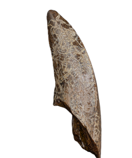 Nanotyrannus Tooth,  Hell Creek Formation
