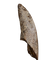 Nanotyrannus Tooth,  Hell Creek Formation