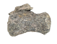 Apatosaurus Tail Vertebra, Morrison Formation