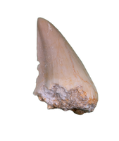 Halisaurus (Mosasaur) Tooth
