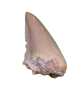 Halisaurus (Mosasaur) Tooth