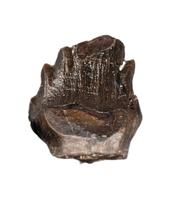 Denversaurus Tooth from the Hell Creek Formation of