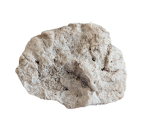 Phytosaur Armor Scute, Chinle Formation