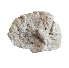 Phytosaur Armor Scute, Chinle Formation