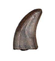 Acheroraptor Tooth from the Hell Creek Formation