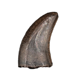 Acheroraptor Tooth from the Hell Creek Formation