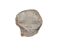 Nodosaur Tooth, Two Medicine Formation.