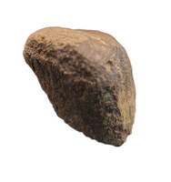 Dinosaur Limb End, Bissekty Formation