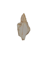 Chenanisaurus Tooth Chunk, Morocco Phosphate