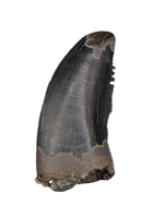 Nanotyrannus Tooth,  Hell Creek Formation