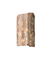 Dimetrodon Sail Spine Section, Permian