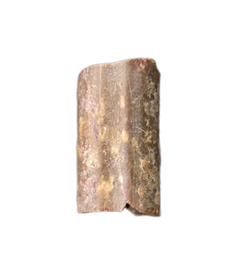 Dimetrodon Sail Spine Section, Permian