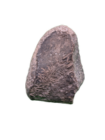 Maiasaura Calcaneus (ankle bone), Two Medicine Formation