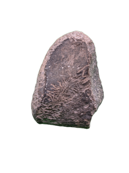 Maiasaura Calcaneus (ankle bone), Two Medicine Formation
