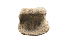 Edmontosaurus Neck Vertebrae