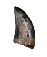 Nanotyrannus Tooth