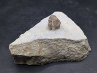 Kainops Trilobite, Oklahoma