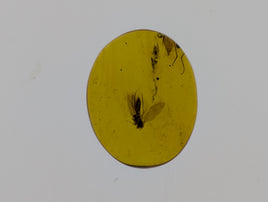 Amber with insects from Burma. Middle Cretaceous, 99 Million Years Old