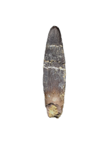 Diplocodid Tooth from the Mid Jurassic, Madagascar