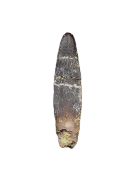 Diplocodid Tooth from the Mid Jurassic, Madagascar