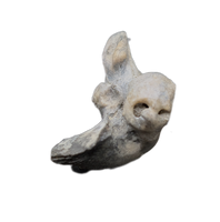 Dolphin (Kentrodontidae) Ear Bone, Calvert Formation, 15-27 Million Years Old