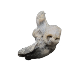 Dolphin (Kentrodontidae) Ear Bone, Calvert Formation, 15-27 Million Years Old