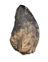 Tauriasaur Tooth, El Mers Formation