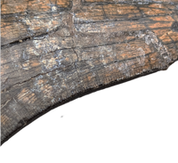 Huge Metricanthosaurid/Allosaurid?  Tooth, Elrhaz Formation
