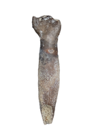 Rooted Lapparentosaurus/Archaeodontosaurus Tooth from the Mid Jurassic, Madagascar
