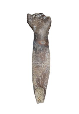 Rooted Lapparentosaurus/Archaeodontosaurus Tooth from the Mid Jurassic, Madagascar