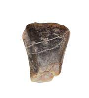 Ouranosaurus Tooth