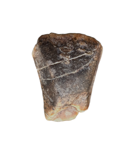 Ouranosaurus Tooth