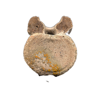 Struthiomimus Tail Vertebra, Hell Creek