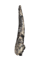 Large Ceratosaur Tooth, El Mers Formation