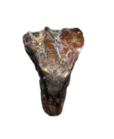 Large Rooted Ouranosaurus Tooth