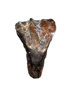Large Rooted Ouranosaurus Tooth