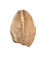 Elrhazosaurus (Dryosaur) Tooth