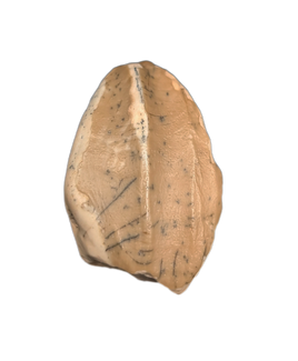 Elrhazosaurus (Dryosaur) Tooth