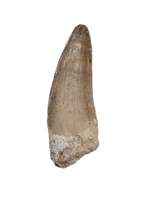Suchomimus/Cristatusaurus Tooth with Visible Serrations