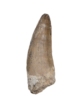 Suchomimus/Cristatusaurus Tooth with Visible Serrations