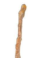 Pterosaur Ulna, Kem Kem
