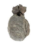Allosaurus Vertebra, Morrison Formation