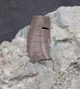 Theropod Dinosaur Tooth, El Mers Formation