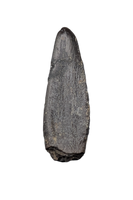 Diplocodid Tooth from the Mid Jurassic, Madagascar