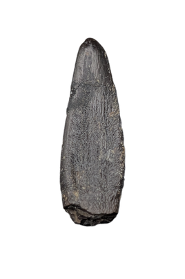 Diplocodid Tooth from the Mid Jurassic, Madagascar