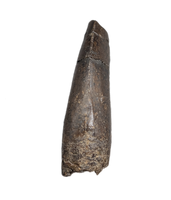 Tyrannosaur Tooth, Two Medicine Formation.