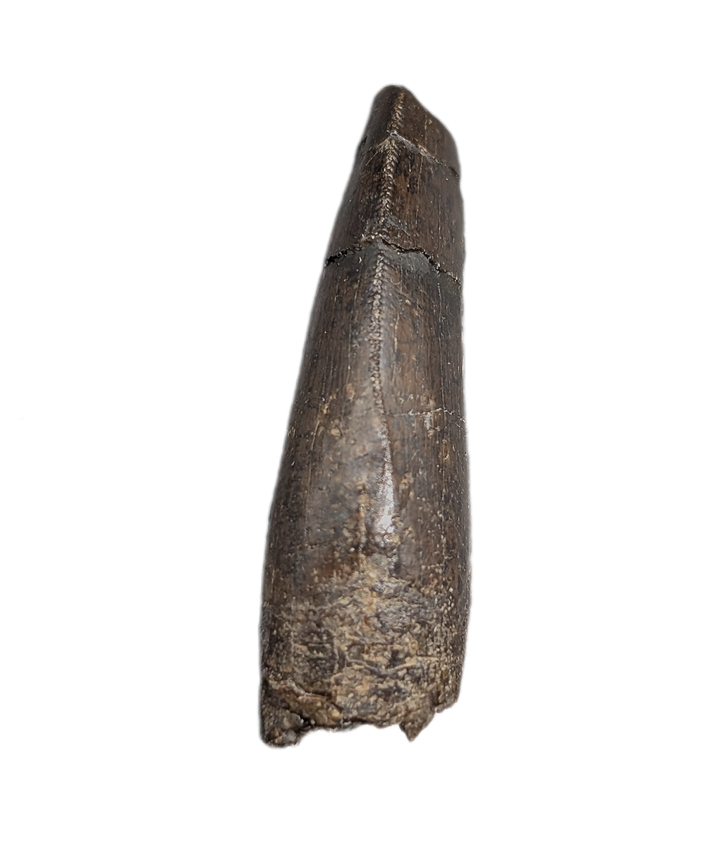 Tyrannosaur Tooth, Two Medicine Formation.| The Daily Rex
